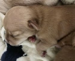 JackChi pups for sale in 6 weeks