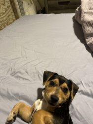 Jack Russell Mix Puppy