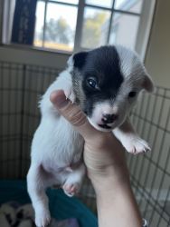 4 week old pups