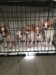 Baby Jack Russell Terrier’s