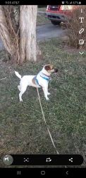 Jack russel for sale