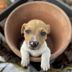 Jack Russell Puppies in search pf their forever homes