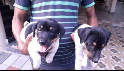 Jack Russel Female puppies for sale