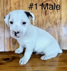Beautiful Jack Russell Puos