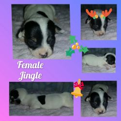 CKC Registered Jack Russell Puppies