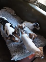 Jack Russell puppies CKC REGISTERED