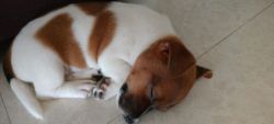 Male jack Russell terrier 70 days old