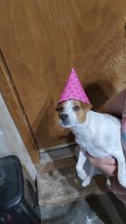 Year Old JRT Girl