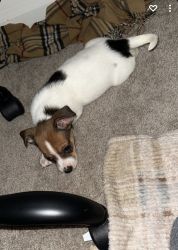 Jack russell terrier puppy