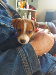Purebred jack Russell terrier puppies