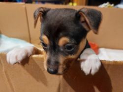 Jack russell/ rat terrier puppies for sale