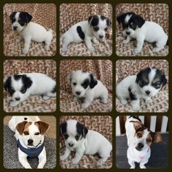 Adorable Shorty Jack Russell Terrier Puppies