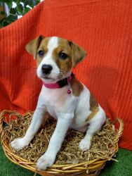 Jack russell puppies weeks old. Good with cats, other dogs and kids