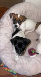 2 jack russell terrier pups