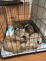 Jackshud pups for sale