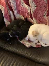 For sale puppies