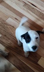 Shorty Jack Russells