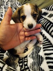 Jack Russel and Beagle mix