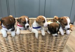 AVAILABLE JACK RUSSELL TERRIER PUPS