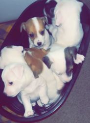 Jack Russell terrier puppy’s