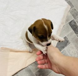 Jack Russell Terrier Puppy.