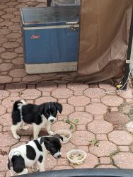 Puppies need a home!