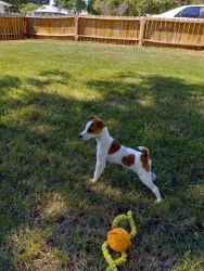 Jack Russell female puppy ready for new home