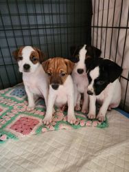 Adorable Jack Russell pups