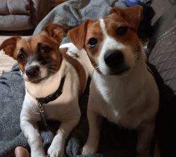 RBW Shorty Jack Russells