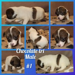 Ckc male Jack Russell pup