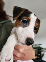 Adorable Jack Russell