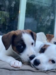 Purebred Jack Russell Terrier Puppies