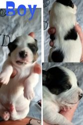 Jack Russell puppies