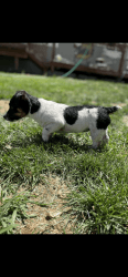 AKC Russell Terrier Female