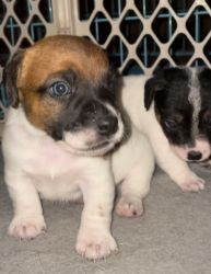 English Jack Russell pups-REDUCED