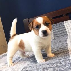 Fully Tested Jack Russell Terrier Puppies