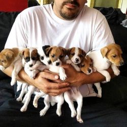 Healthy Jack Russell puppies