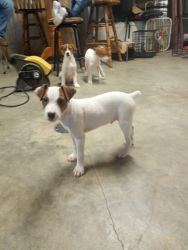 7 Jack Russell puppies