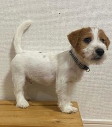 Jack Russell PUPPIES Avalable