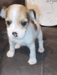 Jack Russell Chihuahua boy pups