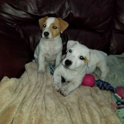 Jack Russell Puppies-CKC - 10 Weeks Old