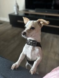 Jack Russell chihuahua mix for sale