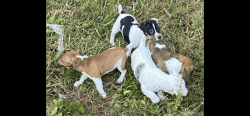Jack Russell puppies looking for love