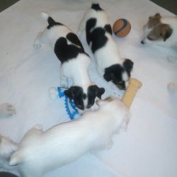 Six weeks old Jack Russell puppies
