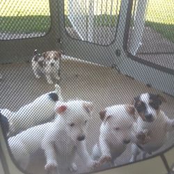 Jack Russell puppies ready for their furever home