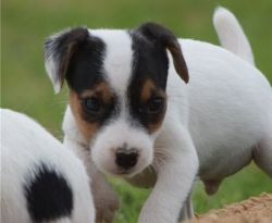 Cute Jack Russell Terrier Puppies Available