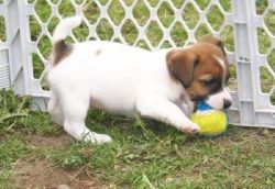Well trained Jack Russell Terrier Puppies For Sale