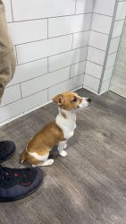 Loving puppy needed a good family