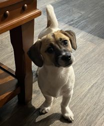 Jack Russell Puppy to good home