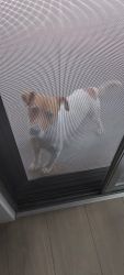 Jack Russell Terrier needs rehoming for personal reasons, vaccinated ,